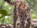 Una nueva especie de felino silvestre