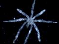 Fotografía de una nueva especie de araña marina, Tanystylum kiixin
