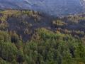 Bosque calcinado en la Sierra de Gata (Cáceres)