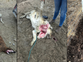 Animales muertos tras el ataque de un lobo en Salamanca