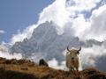 Yak en el Himalaya