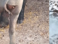 Imágenes cedidas por el ganadero afectado por el nuevo ataque de lobo a su montanera