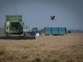 Máquinas recolectando arroz en los campos de Isla Mayor, en Sevilla (Andalucía, España).