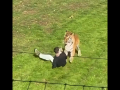 Momento en el que el hombre se cuela en el reciento del animal