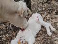 Ataque de lobo a un ternero en San Bartolomé de Pinares (Ávila)