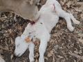 Ataque del lobo en una explotación abulense este mismo fin de semana