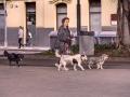 Una mujer, paseando varios perros