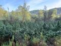 Imagen de la plantación de marihuana descubierta en Cirat (Castellón)