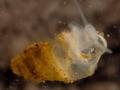 Caracol de agua dulce de la especie Erhaia  dijiang
