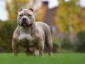 Imagen de recurso de un perro american bully