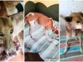 Perros rescatados en La Palma
