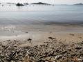 Peces muertos cerca de la playa de Cala del Pino, en el Mar Menor