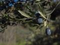 Aceituna negra