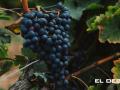 Viñedo vino La Rioja denominación de origen