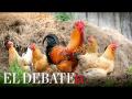 Sacrifican cientos de miles de pollos con gripe aviar en Israel