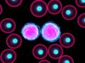 Células infectadas con leucemia