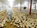 El Ministerio de Agricultura francés estima que la prohibición supondrá para los ganaderos unos costes de entre 59 y 69 céntimos por cada 100 huevos