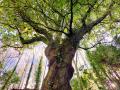 El roble Carballo del Bosque del Banquete de Conxo que compite por ser el mejor árbol del año