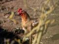 Una gallina en un corral de Lugo