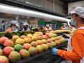 España, uno de los principales exportadores de frutos subtropicales a nivel internacional, posee un enorme potencial de crecimiento ante el aumento de la demanda de aguacate y mango en la mayoría de países del continente europeo, s