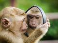 El macaco es una especie de primate catarrino de la familia cercopithecidae