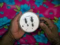 Día Mundial de la enfermedad del Chagas