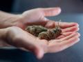 Una persona sostiene cogollos de marihuana en las manos