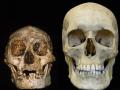 Comparativa del cráneo de un Homo floresiensis con el de un Homo sapiens