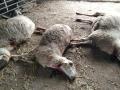 Ovejas muertas tras ser atacadas por un lobo en Villar del Buey, Zamora