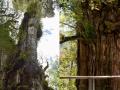 El Alerce milenario o 'Gran Abuelo', nuevo candidato a árbol más antiguo del mundo