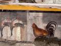 Gallo pintado en un thermopolio de Pompeya