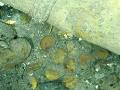 los hallazgos encontrados durante la búsqueda de los restos del galeón San José sumergidos en el Mar Caribe colombiano