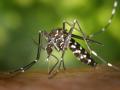 El mosquito tigre está presente en España