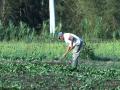 Agricultor latinoamericano