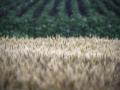 Espigas de trigo en un campo de trigo este miércoles cerca de Melitopol, en la región de Zaporizhia, Ucrania