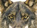 Se estima que 35 ejemplares de lobo han regresado a la Sierra de Madrid