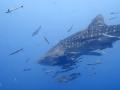 El tiburón ballena es el omnívoro más grande del mundo