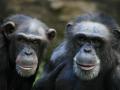 Dos chimpancés, en una imagen de archivo