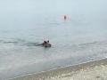 El jabalí dándose un chapuzón en la playa de Benajarafe