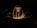 'Turritopsis dohrnii', la «medusa inmortal»