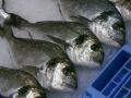 La dorada es uno de los 13 pescados que no excede los niveles de mercurio