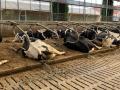 Las flatulencias de los animales de granja provocan efecto invernadero
