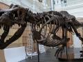 Se subasta el primer fósil de tiranosaurio en Asia