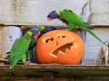 Tres coloridos loros sobre una calabaza de Halloween, son los únicos animales del zoo que, con empeño y paciencia, podrían llegar a decir «¿truco o trato?»