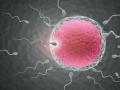 Espermatozoides moviéndose hacia un óvulo
