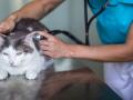 Una veterinaria ausculta a un gato