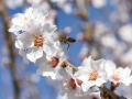 Una abeja en un almendro en flor en Garrovillas de Alconétar, en Cáceres, Extremadura