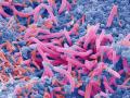Reproducción de la microbiota intestinal
