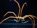 Una araña de mar del género Colossendeis