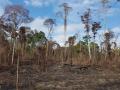 Fotografía de archivo fechada en el 2018 y cedida por la Red Amazónica Sostenible a través de la Asociación Estadounidense para el Avance de la Ciencia (AAAS) de un bosque tres años después de un incendio, en Belterra, en la Amazonía brasileña. Más de un tercio de los bosques del Amazonas han sido degradados por la actividad humana, una extensión mucho mayor de la que se pensaba, advierte un equipo internacional de 35 científicos en un artículo que se publicará el viernes en la revista Science. EFE/ Erika Berenguer / SOLO USO EDITORIAL/ SOLO DISPONIBLE PARA ILUSTRAR LA NOTICIA QUE ACOMPAÑA (CRÉDITO OBLIGATORIO)